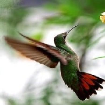 Epson colibri compatible